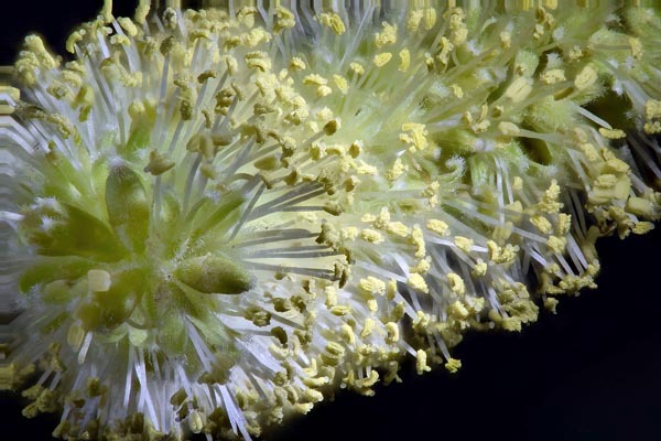 Mesquite tree blosssom with reversed Pentax 67-165 mm lens at f/2.8 with Zerene Stacker PMax stack of 296 images